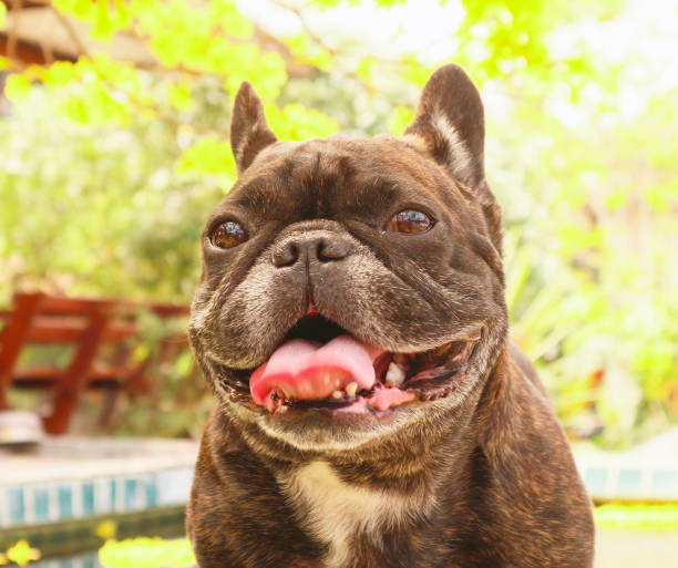 french bulldog - fotografia de stock