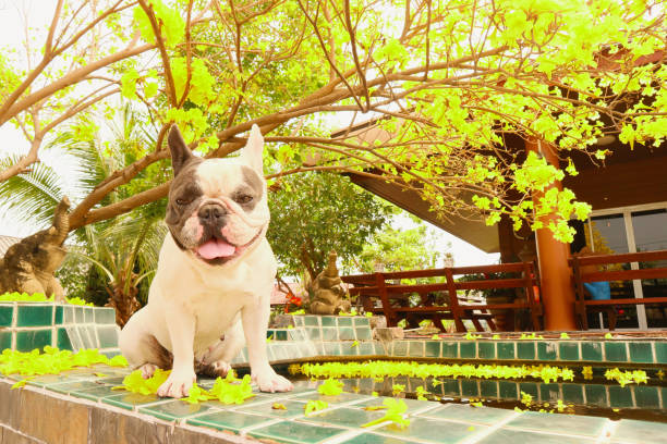 Französische bulldog – Foto