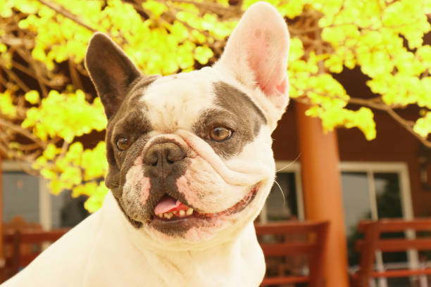 french bulldog - fotografia de stock