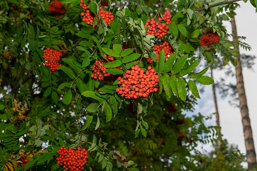 Rowan branches with ripe fruits close-up. Red rowan berries. High quality photo