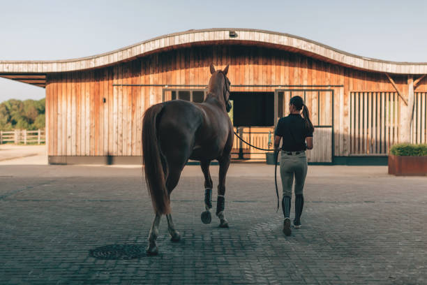 vista traseira da equestre feminina profissional em estábulos modernos com seu cavalo - camel ride - fotografias e filmes do acervo