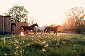 flowers in the field with horses at sunset