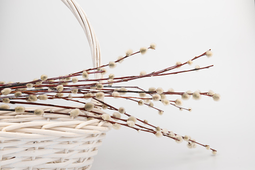 Easter basket with pussy willow tree branches on white background.