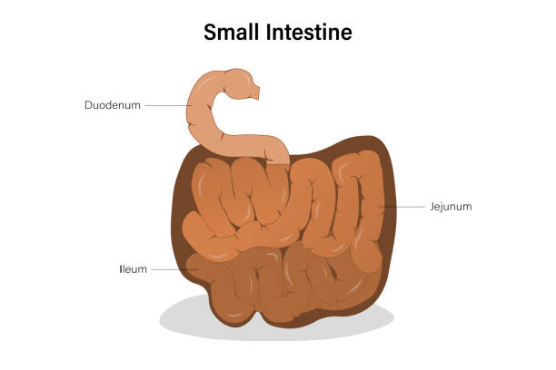 illustrazioni stock, clip art, cartoni animati e icone di tendenza di diagramma dell'intestino tenue. canale alimentare umano. organo digestivo. educazione medica. - alimentary