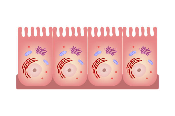 Intestinal epithelial cell. Infographics enterocyte. Medical education. Intestinal epithelial cell. Infographics enterocyte. Medical education. epithelium stock illustrations