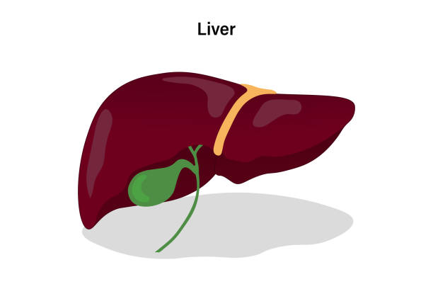 ilustrações de stock, clip art, desenhos animados e ícones de anatomy of human liver. digestive organ vector. medical education - animal internal organ