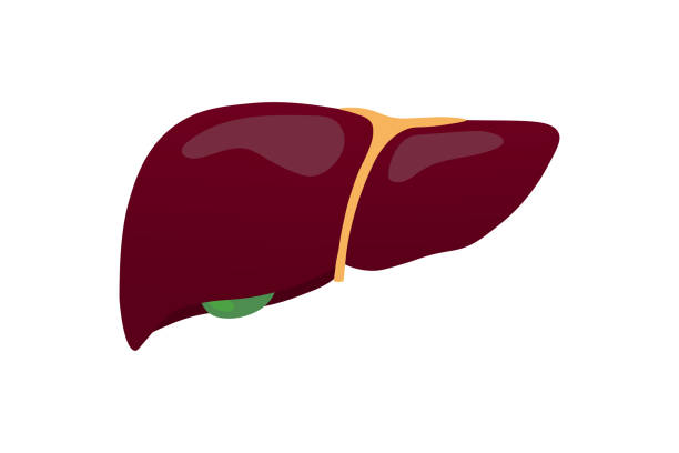 ilustrações de stock, clip art, desenhos animados e ícones de human liver vector. digestive organ. medical education. - animal internal organ