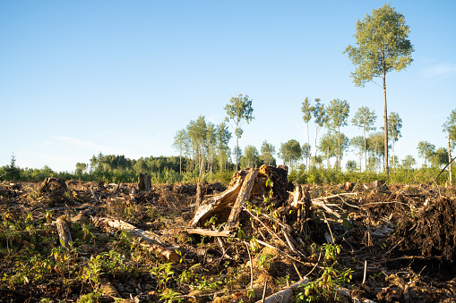 A summery mixed boreal forest after clear-cut area in Estonia, Northern Europe