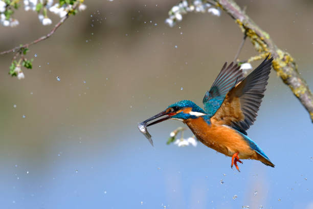 istock Kingfisher fishing 1474778852