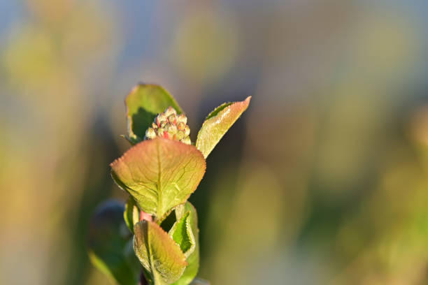 Close up of emerging Pagoda Dogwood (cornus alternifolia) leaves in a Cape Cod garden in early May