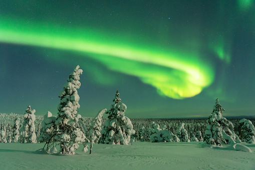 Greenish Northern lights over snow-covered trees and white landscape during a full moon in Riisitunturi National Park, Lapland