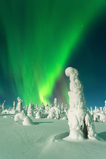 Stunning greenish Northern lights over snow-covered trees and white landscape during a full moon in Riisitunturi National Park, Lapland