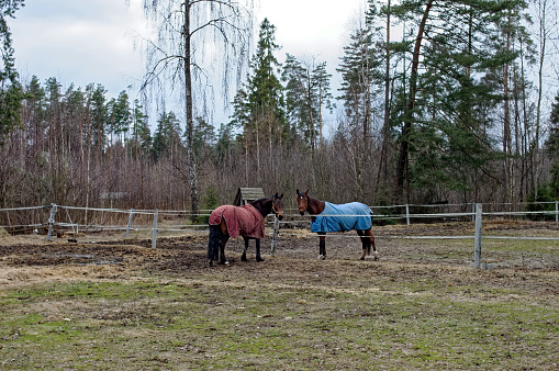 horses walking behind the fence, in the spring