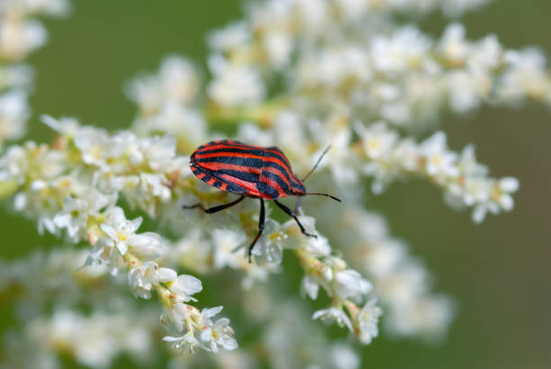 istock Red striped-bug (Graphosoma lineatum) sitting on an umbel flower, 1474780189