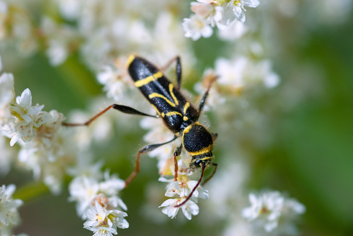 Closeup on a wasp mimicking longhorn beetle , Clytus arietis sit.