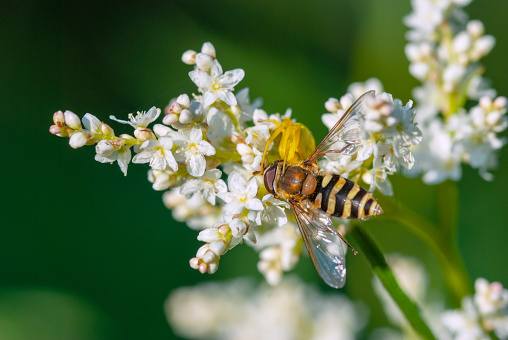 Bee in the approach to grape hyacinths.Please see more macro pictures from my Portfolio.Thank you!