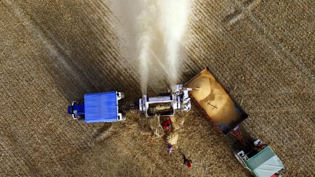 Aerial view of Threshing of Wheat on the field