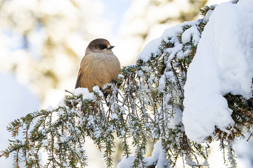 Siberian jay perched in a wintry taiga forest near Kuusamo, Northern Finland.