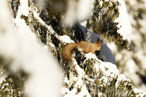 Red squirrel standing on a snowy Spruce branch in an old-growth forest of Valtavaara near Kuusamo, Northern Finland