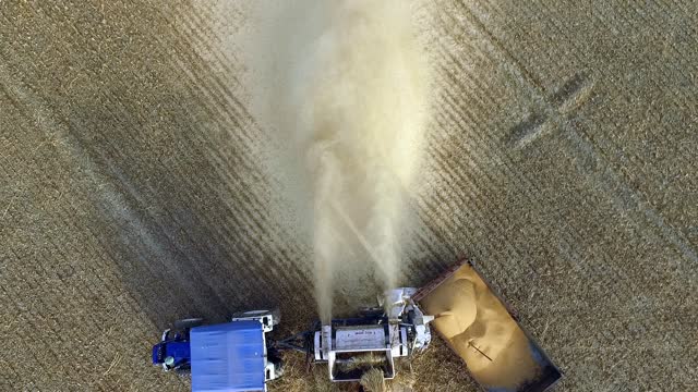 Aerial view of Threshing of Wheat on the field