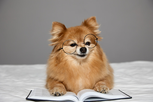 Fluffy little animal of German Spitz breed of bright red color in glasses lay down on book. Against the background of a gray wall, a German Spitz lies on an unfolded book and poses in round glasses