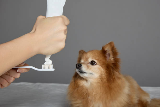 istock Veterinarian prepares tools for brushing teeth for German Spitz 1474781979