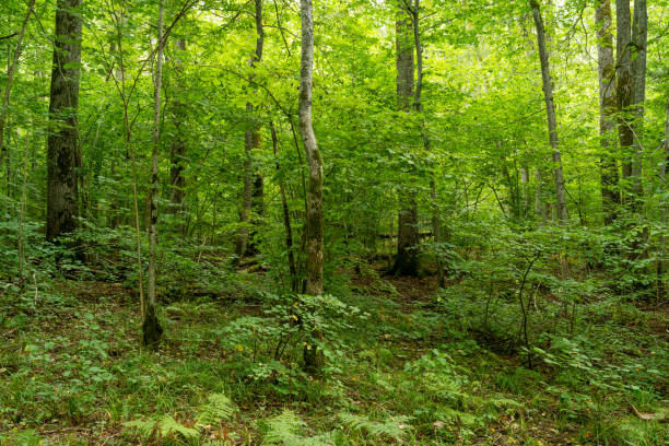 istock A lush Oak forest on a summer day in Northern Latvia 1474783271