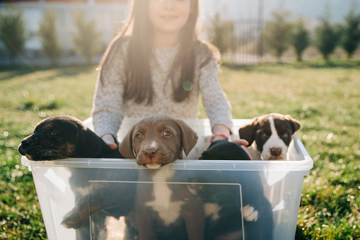 Smiling girl holding bucket full with little stray puppies ready to be adopted
