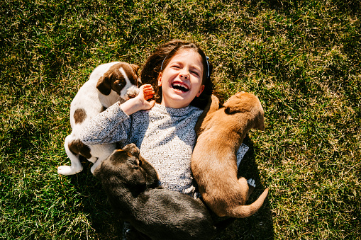 Above shot of a little girl lying and playing with puppies on the lawn