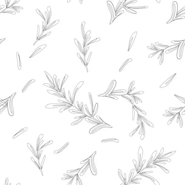 Vector illustration of Seamless pattern with rosemary on white, background of spices, wallpaper with rosemary branches