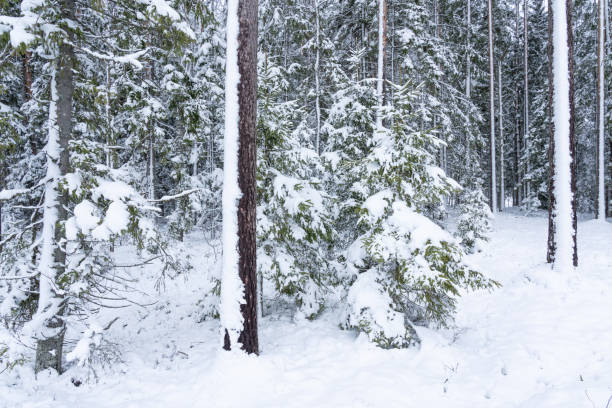 A boreal forest with tall trees covered with fresh snow during winter morning in Estonia, Northern Europe