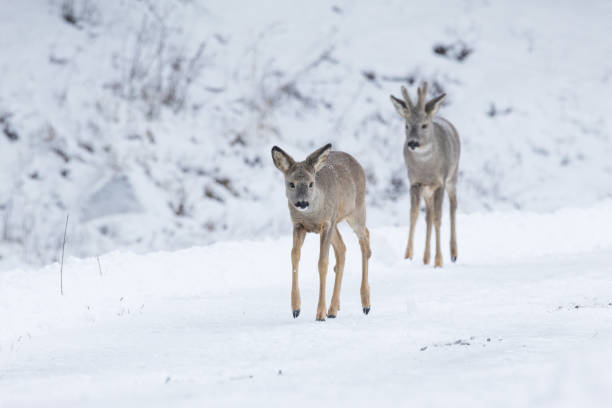 istock Two Roe deers walking on a snowy path on a late winter day in rural Estonia 1474787708