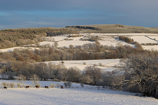 Exmoor ponies grazing in a snow covered landscape in bright sunshine