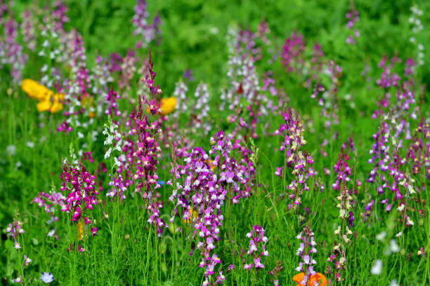istock Linaria / Toadfax / Baby Snapdragon Flower 1474787857