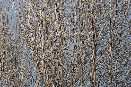 Silver birch branches covered in snow in bright winter sunshine