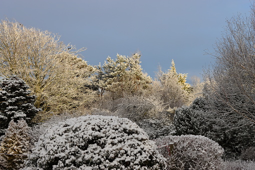 View across a winter garden with trees and shrubs dusted with snow against a dramatic sky