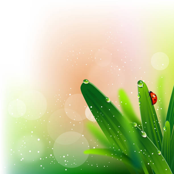 frühlingsfarben - ladybug nature spring drop stock-grafiken, -clipart, -cartoons und -symbole