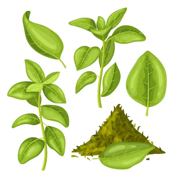 Vector illustration of oregano green food set cartoon vector illustration