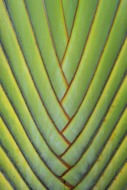 Close-up of the colors and textures of the leaves of a Traveler's Palm on the island of Lanai, Hawaii.