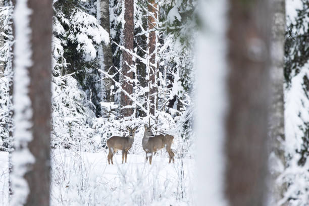 istock Two watchful Roe deer standing in a snowy forest in Estonia 1474789608
