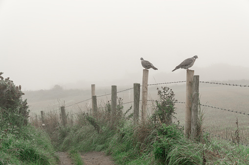 Two pigeons sitting on fence posts, Northern Ireland