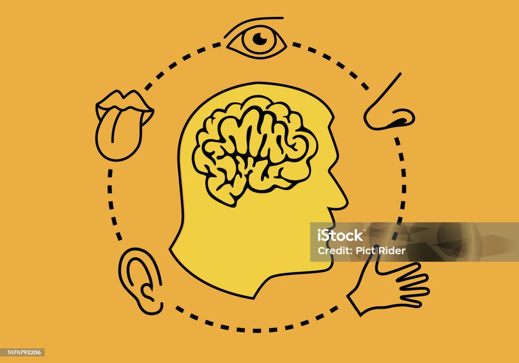 Cs Brain Sense Senses Brain