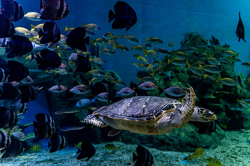 Turtles and fish swim in the aquarium
