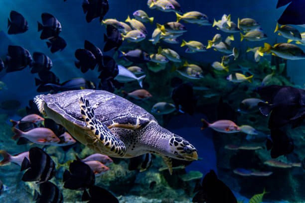 Turtles and fish swim in the aquarium
