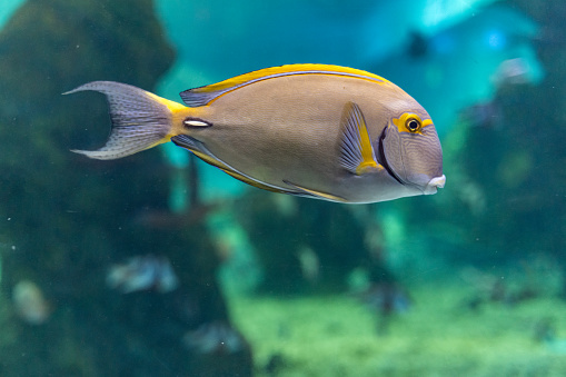 Tropical fish swimming in the aquarium