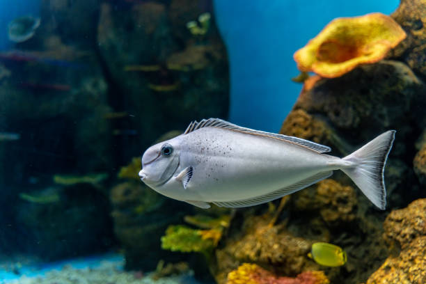 Tropical fish swimming in the aquarium