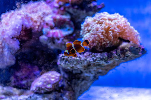 Ocellaris clownfish in the coral grove in the aquarium