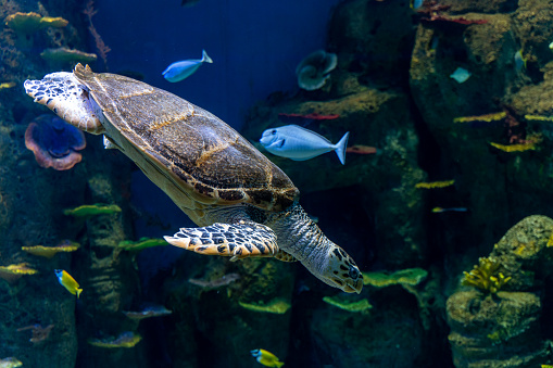A turtle and a school of fish are swimming in the aquarium
