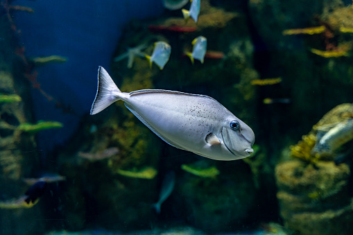 colony of predatory piranha fish swims underwater in an aquarium