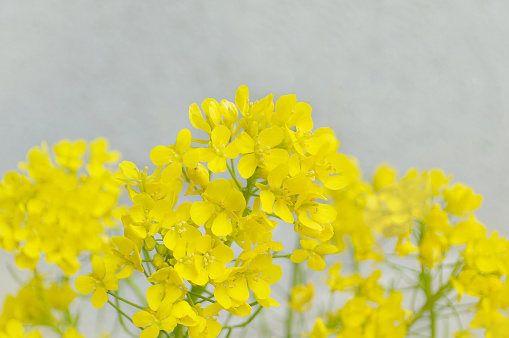 Canola Flowers with Copy Space